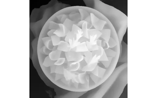 Preview of F plate pasta: depth map